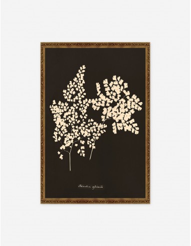 Adiantum Cuneatum Print by Anna Atkins sur le site 