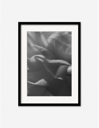 Ranunculus 3 Photography Print by Carley Rudd soldes